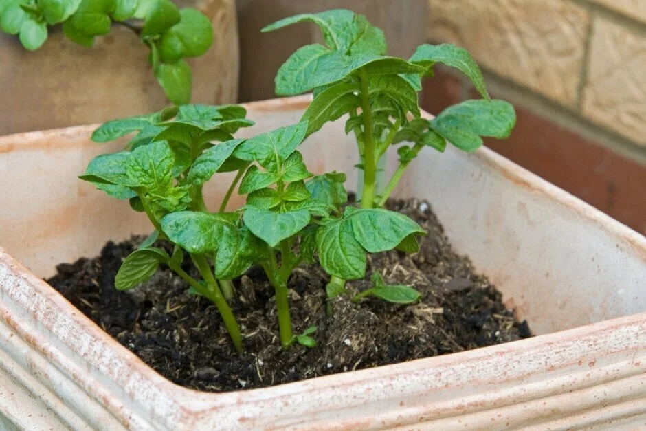 Seed potatoes - Ayrshire Tattie and Epicure varieties in January